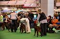 Crufts2010 972
